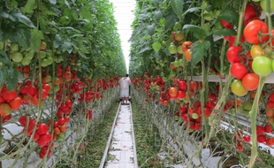 Dans les Serres de Bessières où sont cultivées des tomates grâce à l'énergie issue de l'incinérateur voisin.