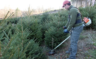 Un épicéa est coupé le 1er décembre 2016 pour devenir un sapin de Noël, dans le Morvan.