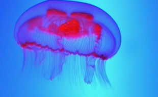 Une méduse plongeant inlassablement à la rescousse de sous-marins en perdition ? Ce n'est plus tout à fait de la science-fiction depuis que des chercheurs américains ont inventé un robot inspiré de cet animal et qui fonctionne grâce à l'hydrogène ambiant.