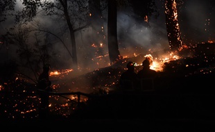 Les pompiers à pied d'oeuvre dans la forêt de Chiberta, à Anglet, le 30 juillet 2020.