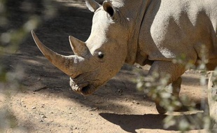 Un rhinocéros blanc au zoo de Johannesburg en Afrique du Sud le 25 juillet 2013