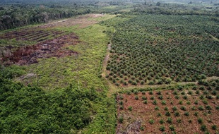 Photo aérienne d'une plantation d'huile de palme dans une réserve pourtant protégée sur l'île de Sumatra en Indonésie.