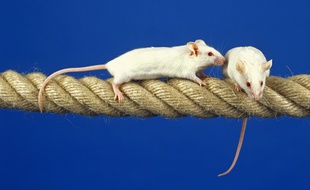 Illustration de souris