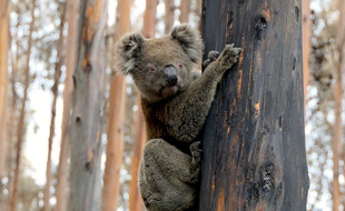 Un koala survivant des incendies qui ont touché le sud de l'Australie à l'hiver 2019