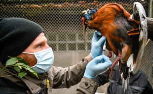 Des oiseaux du zoo de Mulhouse vaccinés contre la grippe aviaire.
