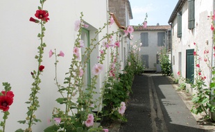 Une rue de l'Ile de Re, le 18 juillet 2014.