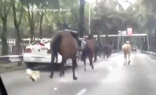 Une trentaine de chevaux ont semé la panique lundi sur une avenue de Mexico.