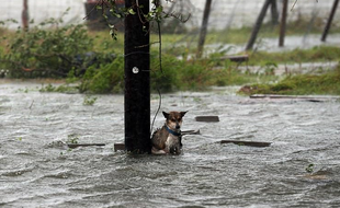 Cette photo prise alors que la tempête Harvey frappait le Texas a ému la toile.