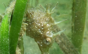 Hippocampe dans le bassin d'Arcahon