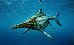 Le reptile Dearcmhara shawcrossi.