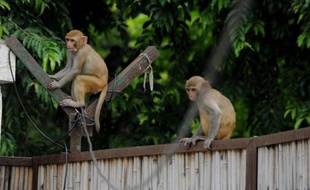 Des singes sur un portail dans l'arrière-cour d'une maison à New Delhi (Inde), le 5 août 2014