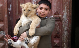 Une famille gazaouie adopte deux lionceaux.