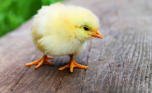 Image d'illustration d'un poussin.