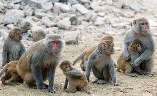 Des femelles et jeunes macaques rhésus à Bharatpur (Rajasthan).