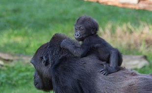Une maman gorille et son petit, ici, au zoo de San Francisco. Photo d'illustration.
