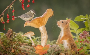 Les champignons, un secret bien gardé.