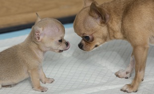 Une femelle chihuahua et son bébé. (Photo illustration)