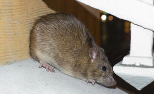 Un rat (illustration).