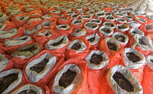 Douze tonnes d'écailles de pangolin ont été saisies à Singapour.