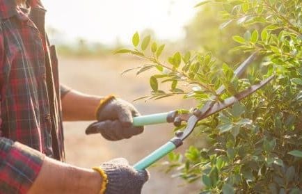 Ne ratez pas la taille d’été : le secret des jardiniers pour des arbustes en pleine forme au printemps