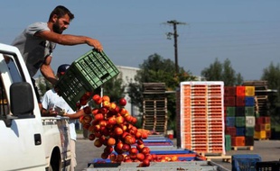 En Grèce, certains producteurs de pêches ont jeté leur récolte qu'ils ne peuvent plus exporter en Russie après l'embargo décrêté par l'UE sur les produits alimentaires, photo du 12 aout 2014