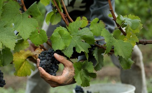 La récolte du raisin dans une vigne (illustration).
