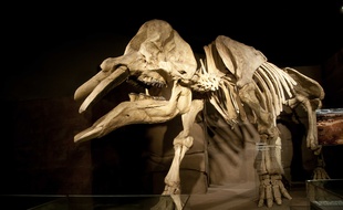 Le crâne découvert pourrait être celui d'un Gomphotherium, comme ce specimen du Royal Tyrrell Museum, au Canada.