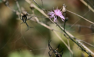 Des araignées jaunes et noires de jardin.