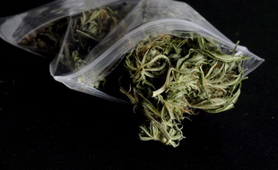 Cannabis (photo illustration)
