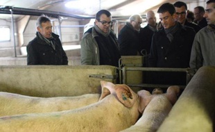Manuel Valls en visite chez un éleveur de porcs le 14 mars 2015 à Plébouille dans les Côtes d'Armor