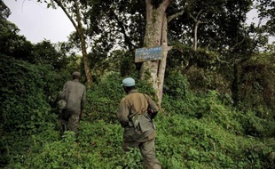 Le rythme de la déforestation s'est accéléré sur la planète depuis l'an 2000, avec la perte de 6,4 millions d'hectares par an, a déploré dans un rapport paru mercredi la FAO, l'Organisation des Nations Unies pour l'Agriculture et l'Alimentation.