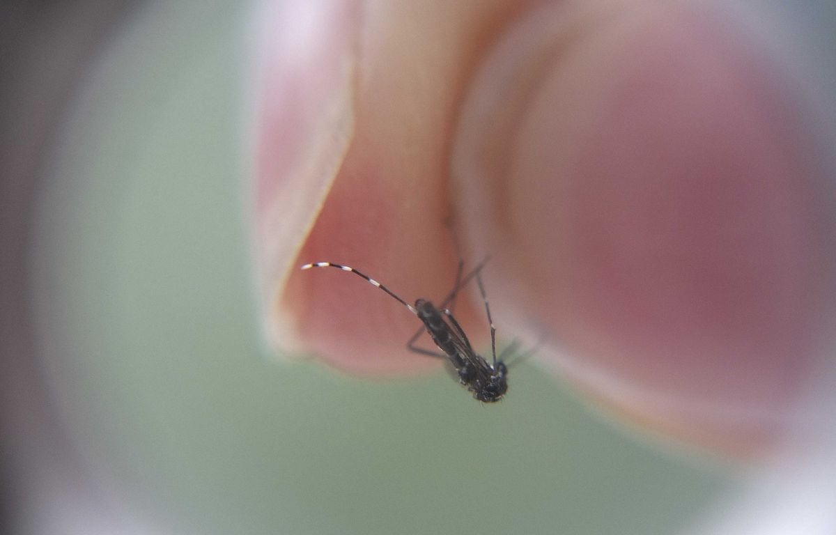 Chikungunya : Douze foyers de transmission et une trentaine de cas identifiés en métropole