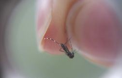 Douze foyers de transmission du chikungunya identifiés en métropole