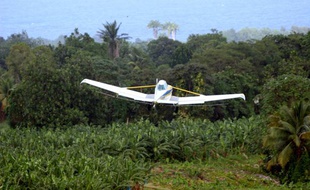 Epandage de pesticides sur des bananiers en Guadeloupe.
