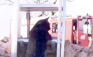 Le chat a emprunté seul l'échelle des pompiers.