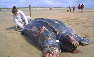 Cette tortue Luth a été trouvée le 21 juillet 2011 sur une plage de l'Ile d'Oléron, emmaillée dans un filet de pêche