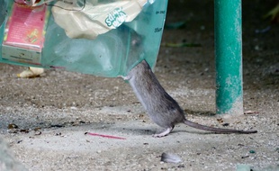 Rats fouillant dans une poubelle à coté de la Cathédrale Notre-Dame de Paris en 2017.