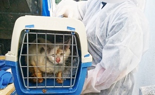 Un chat sauvé par la Fondation Brigitte Bardot, à Waziers, dans le Nord.