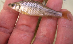 Le goujon asiatique est un petit poisson dont les dégâts sont très importants
