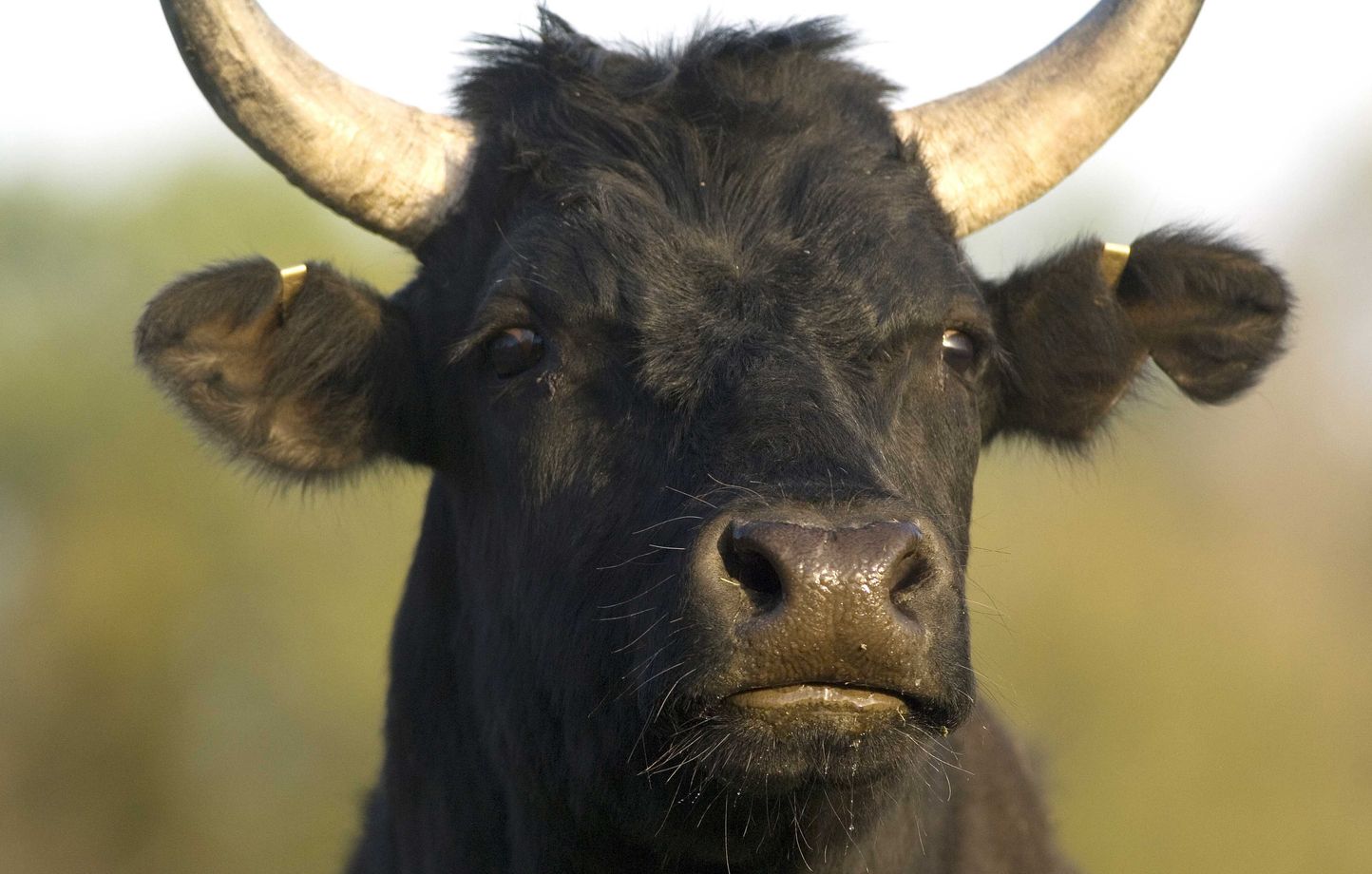 Un taureau de Camargue.