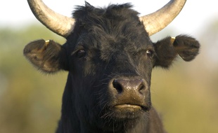 Un taureau de Camargue.
