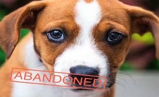 Avec une telle bouille, forcément ce chien a des chances d'être