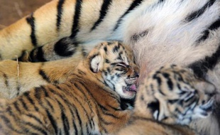 Trois tigres du Bengale sont nés au zoo d'Asuncion, au Paraguay, où ont été recueillis en 2012 leurs géniteurs Turca et Kachimba, abandonnés par un cirque, a annoncé mardi la direction du zoo.