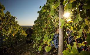 Illustration de vignes, ici en Bourgogne.