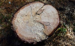 Une souche d'arbre. Illustration.