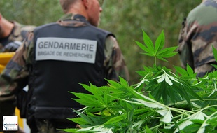 120 pieds de cannabis ont été découverts sur l'île Héron