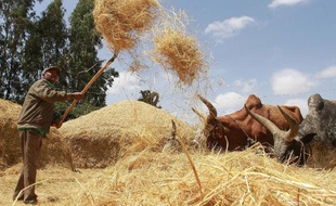 Un fermier du village Ada, dans la région d'Oromia, en Ethiopie, travaillant à la moisson de teff le 21 février 2014