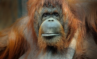 Orang?outan de Bornéo femelle adulte