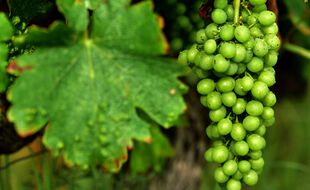 La production française de vin devrait être en baisse de 24% à 30% en 2021 et se situer à un niveau historiquement bas.