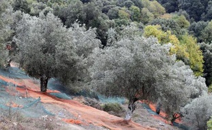 Des oliviers sur la commune de Sainte-Lucie-de-Tallano, en Corse, le 4 novembre 2014